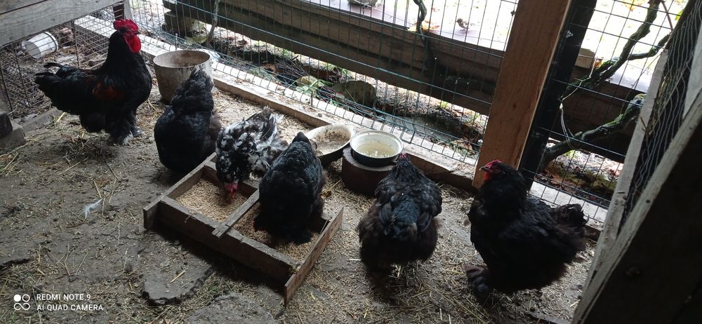 Кури та півники чорного кохінхіна