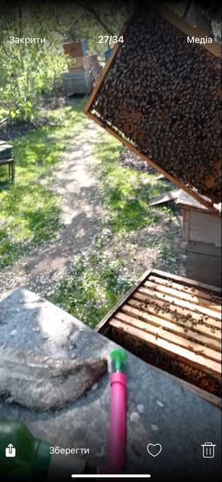 Продам бджолині сімʼі