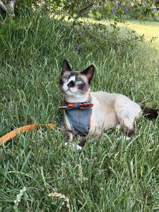 Lucky - gato super meigo para adoção responsável
