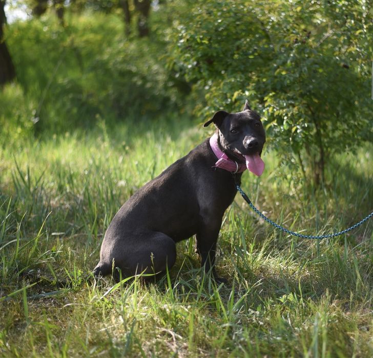 Urocza suczka w typie amstaffa szuka domu!