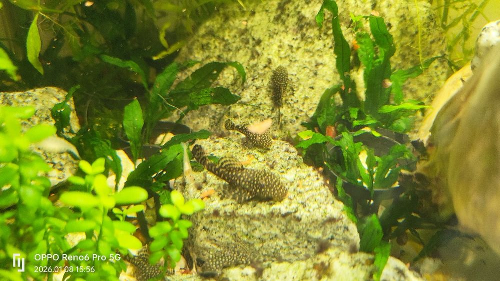 Glonojady, zbrojniki 5 sztuk rozmiar około 3 cm