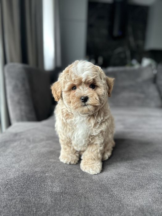 Супер малыш мальчик мальтипу ф1