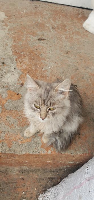 Терміново шукають родину молоді дівчата,.