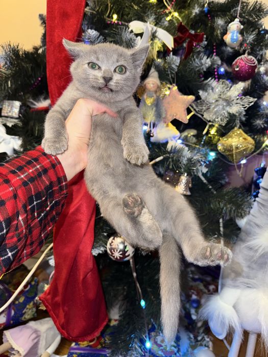 Відам котики в добрі руки