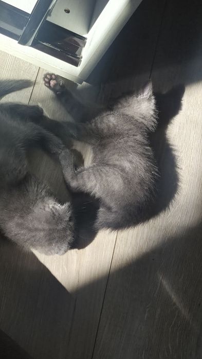 Кошенятко котик киця