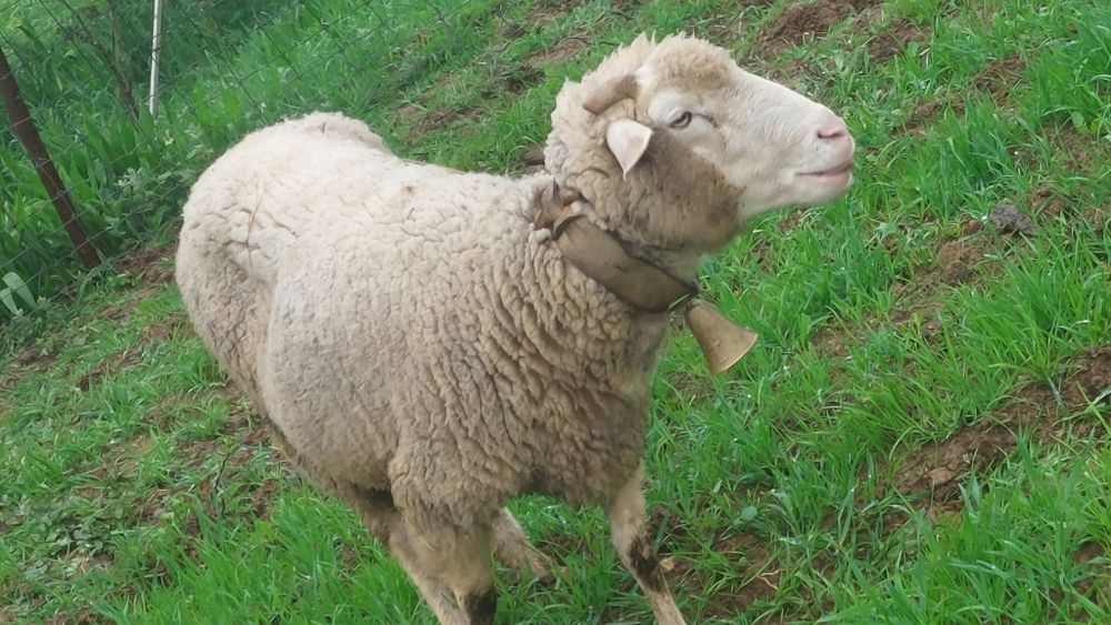 Vende se bom gado
