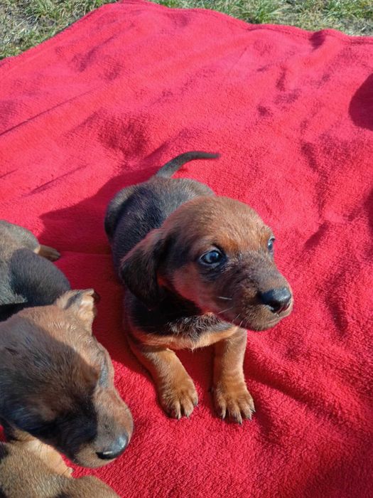 Jamniki krótkowłosy standard