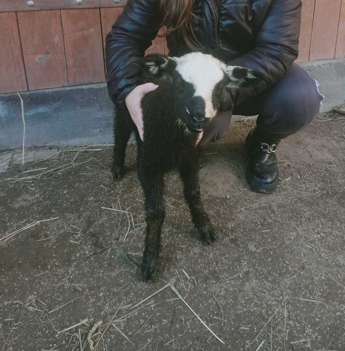 Ягнята, вівці, барани