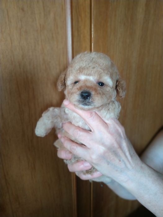 Мальтипу,мини мальчик