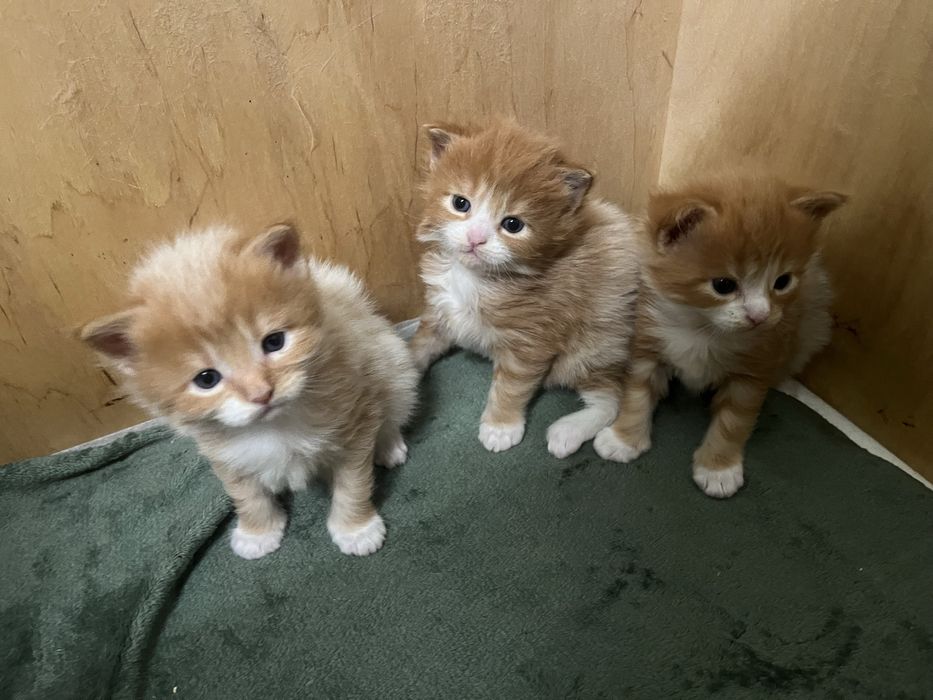 Kot rudy Maine Coon