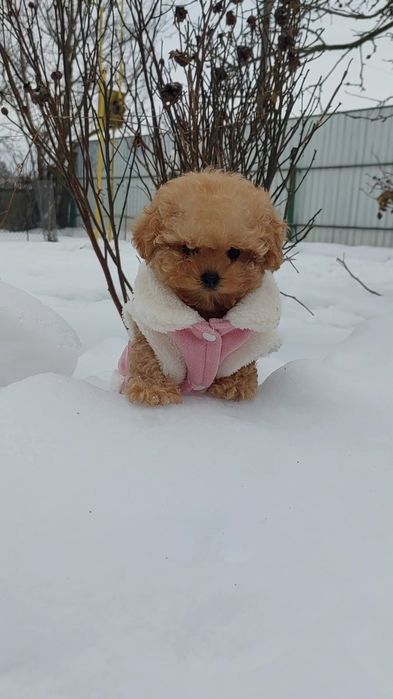 VIP  тікап дівчинка китайського пуделя в неймовірному ніжному кольорі