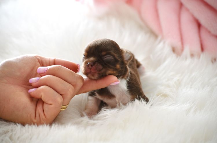 Chihuahua Cudo Mini XXS Czekoladowe