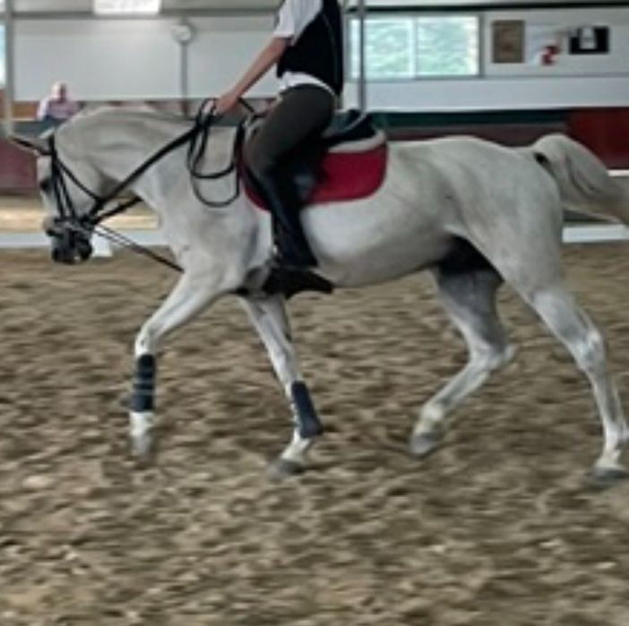 Cavalo para lazer