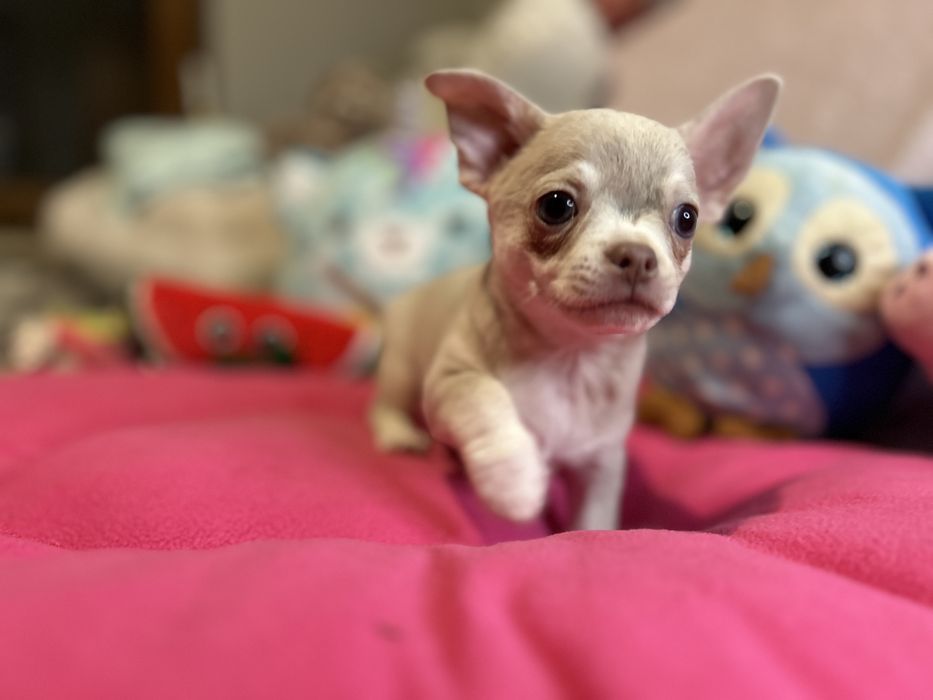 Piesek lilac merle nie spotykany kolor .