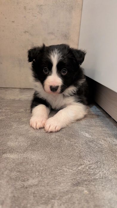 Sprzedam suczkę border collie z rodowodem