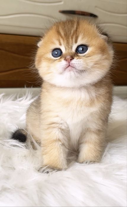 Кукольний хлопчик висловухий