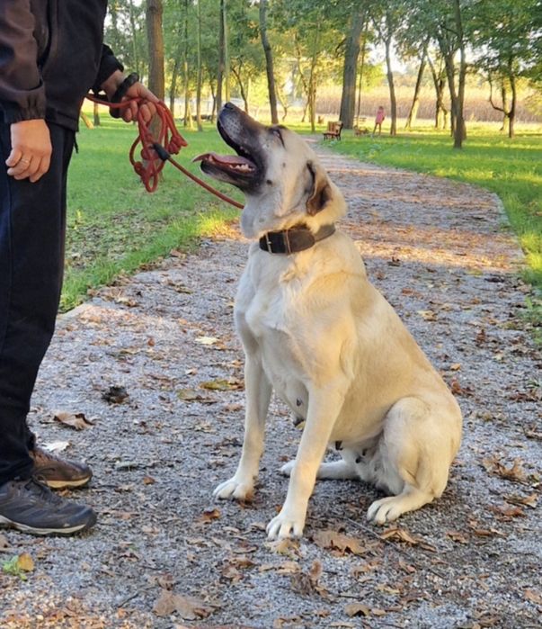 Szczeniak Kangal FCI
