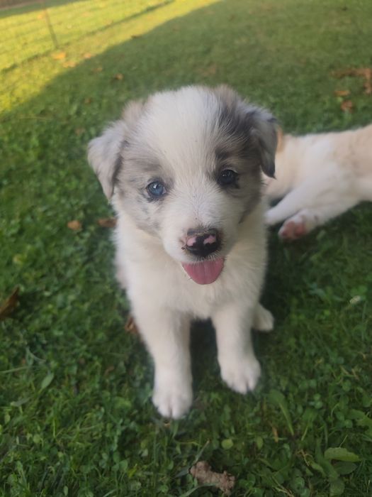 Border Collie Blue Merle Niebieskie oczy do rezerwacji