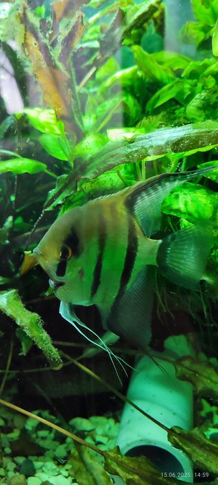 Скалярии разных размеров