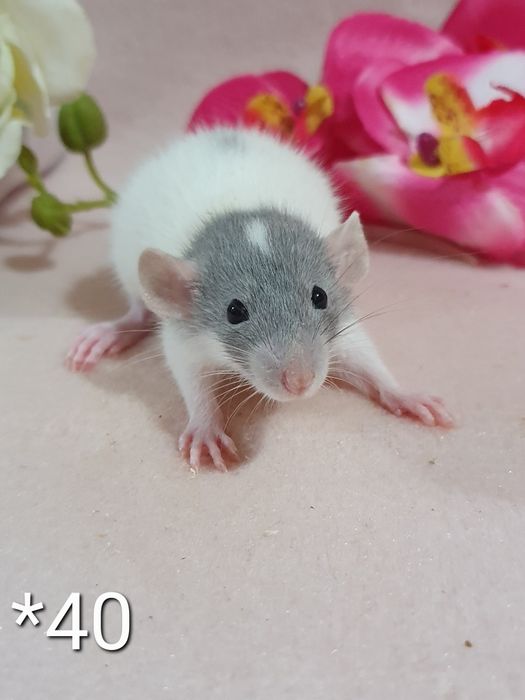 Szczur szczury szczurki