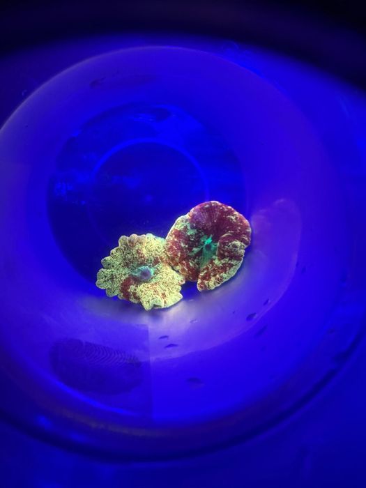 Corais Moles Faceis Zoanthus