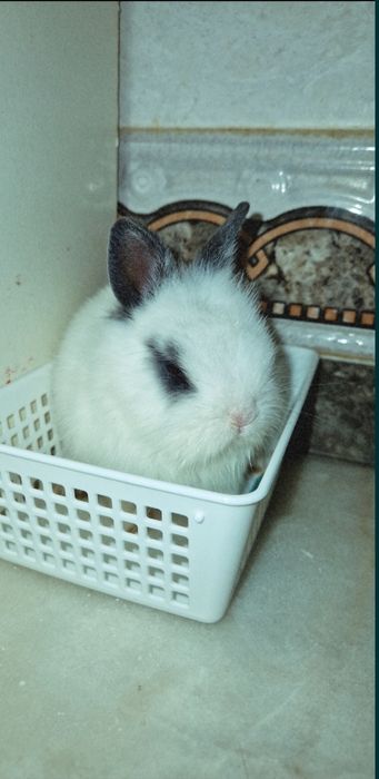 Coelhos Para doação