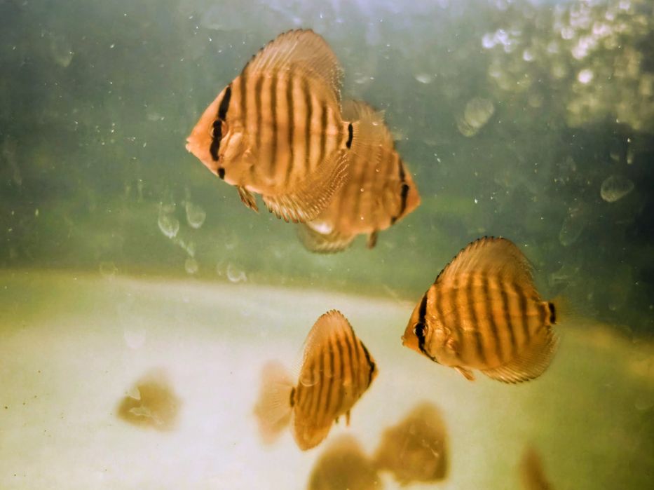 Dyskowce Blue diamond, turkus, pigeon, checkboard, melon, white, Red