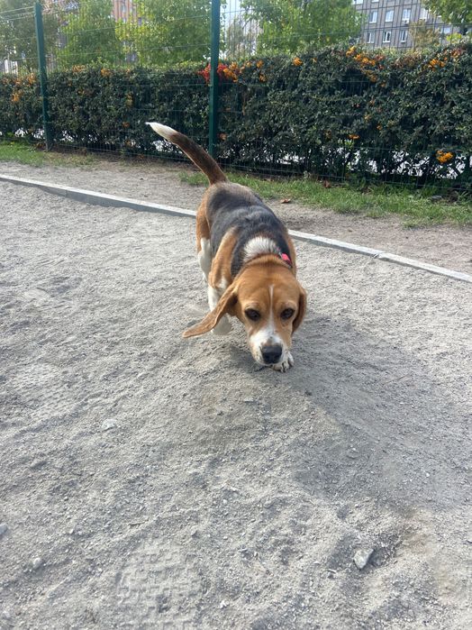 Віддам собаку в добрі руки