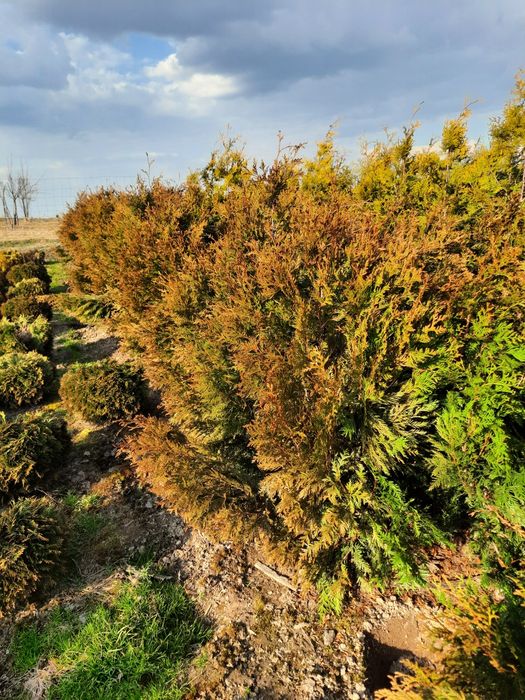 Tuja Kórnik piękne sadzonki