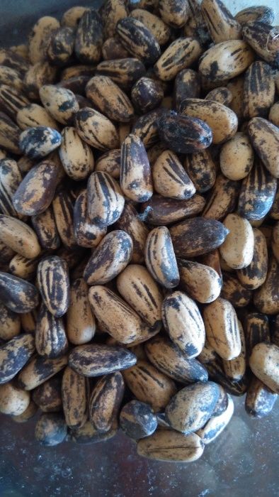 30 sementes de Pinheiro Manso bio/ boa qualidade