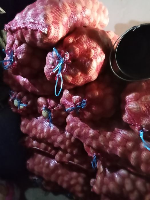 Vendo batatas belarosa