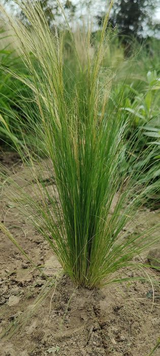 Trytoma groniasta, aster krzaczasty