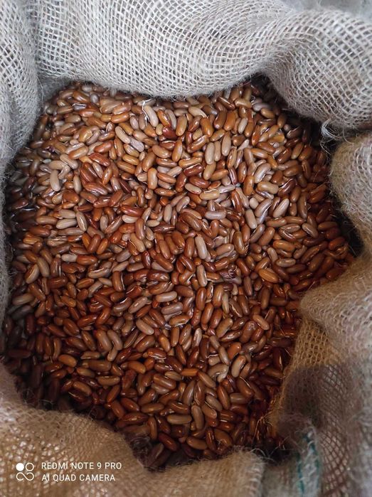 Fasola Szparagowa Golden Goal i Fruidor .Wysyłka.