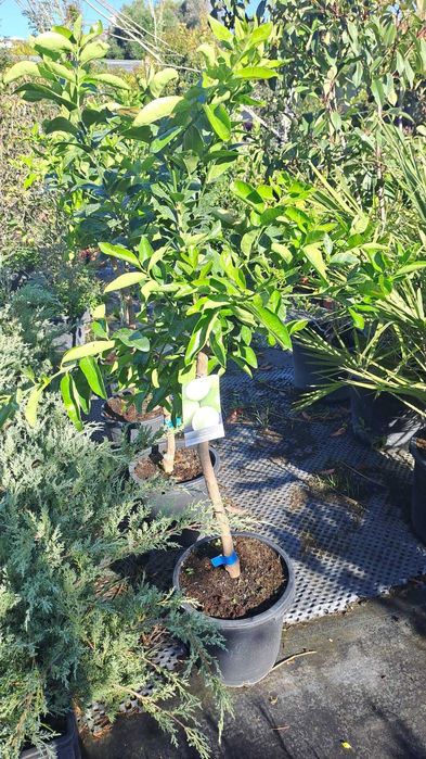 LIMAS ( CITRUS LATIFOLIA)