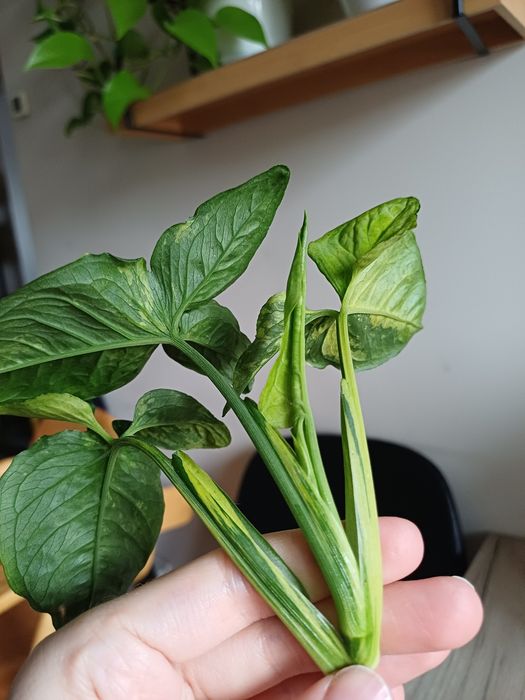 Syngonium scrambled eggs