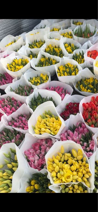 Тюльпани оптом з теплиці
