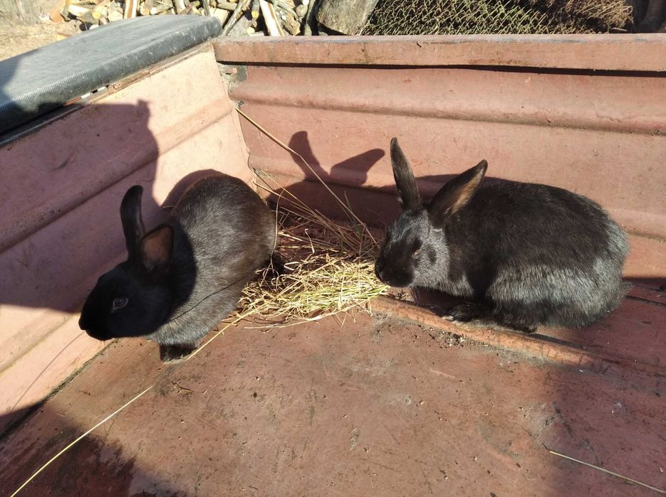 Кроленята, кролики, кролі