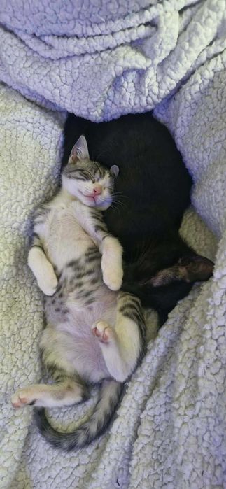 Koneserze miłości! Kadarka i Sophia polecają się do adopcji!