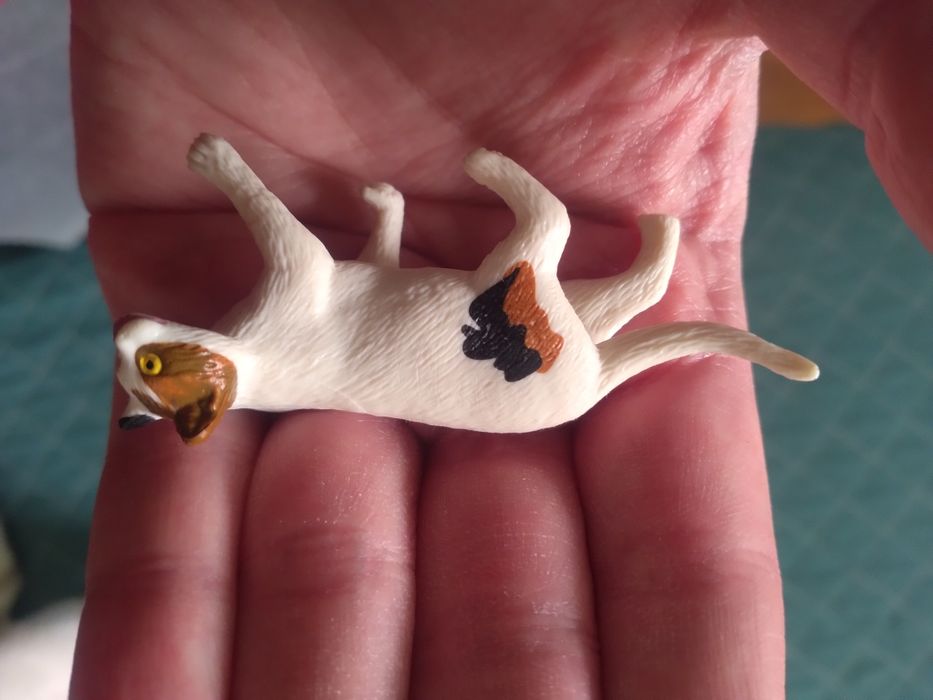 Gato de Pelo Curto Americano