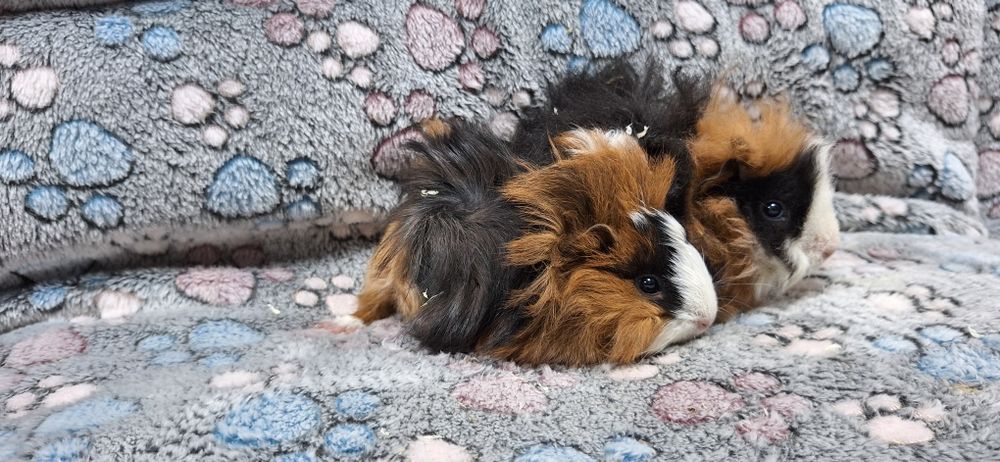 Swinki morskie samiczki Peruwianki.