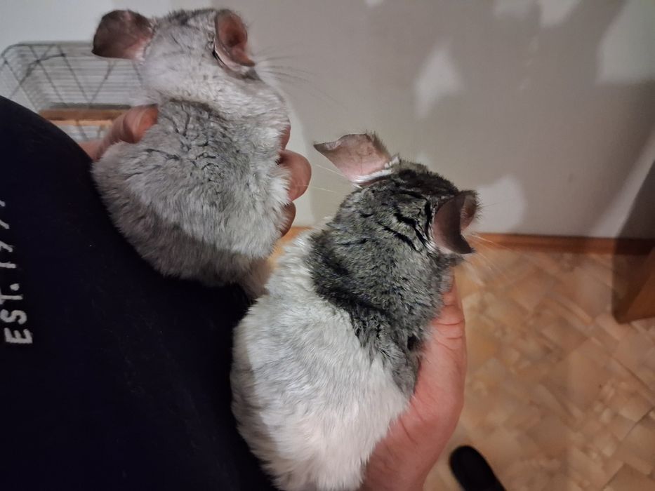 Продам чарівних пухнастиків