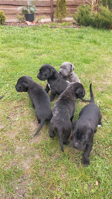 Цуцики Кане Корсо