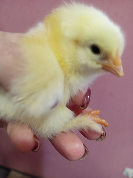 Яйця інкубаційні біла брама