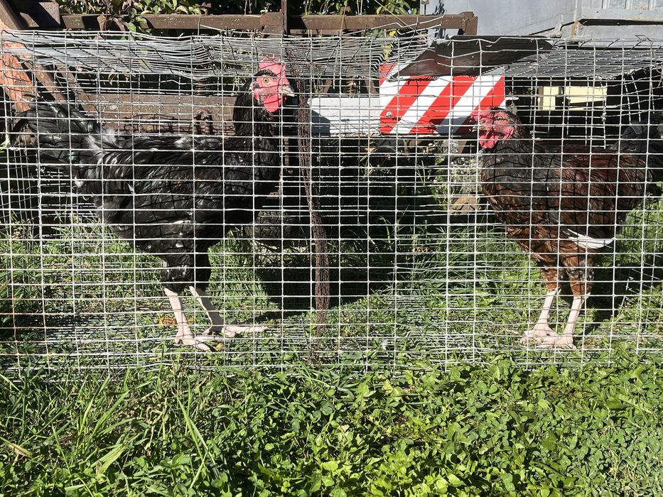 Півні лівенської ситцевої