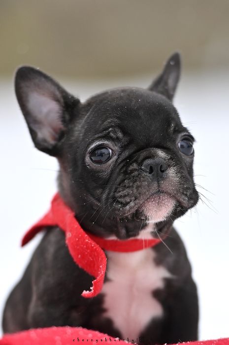 Хлопчик французского бульдога