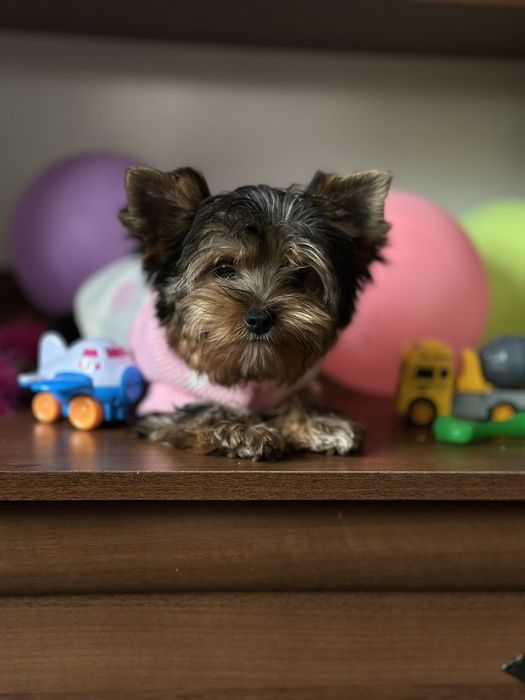 Пухнасті принци та принцеси йорки