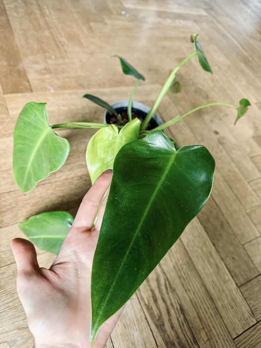 Philodendron Brenesii