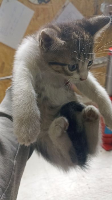 Грайливі кошенята