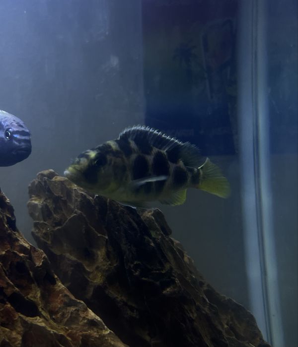Ciclideo Nimbochromis femea