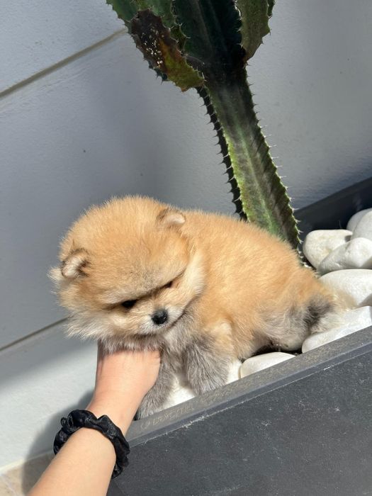 Lulu da Pomerânia. Ursinho Mini. Lop e Afixo . Russo.